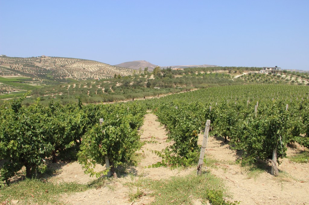 Winnica na Krecie z rzędami krzaków winogron na tle pagórków i jasnego nieba.